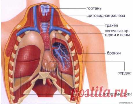 Картинки про расположение органов человека (37 фото) ⭐ Забавник