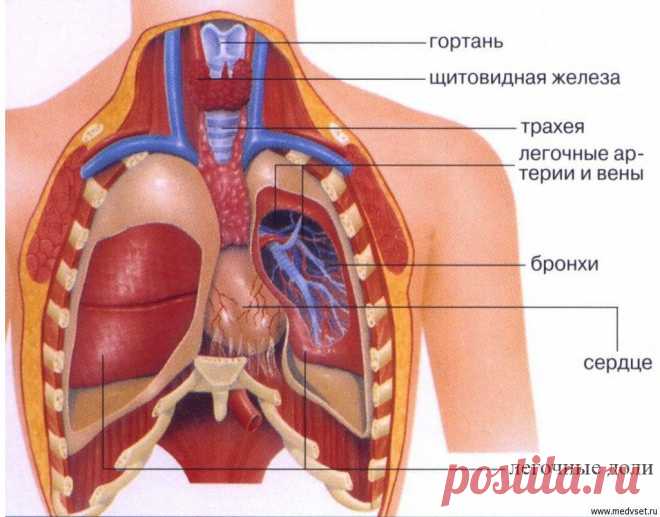 Картинки про расположение органов человека (37 фото) ⭐ Забавник