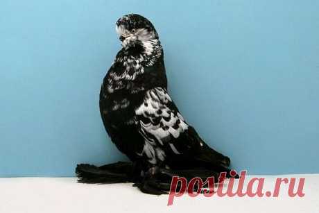 берлинский короткий