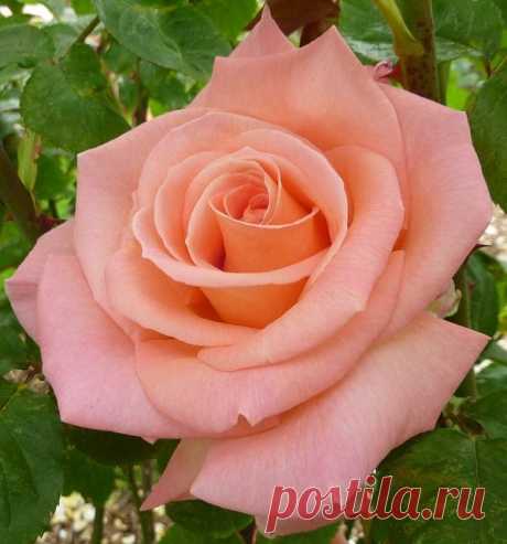 Rose  |  Pinterest: инструмент для поиска и хранения интересных идей