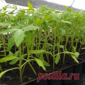 Усадьба | Огородник : Рассада томатов в кассетах: опыт любителя