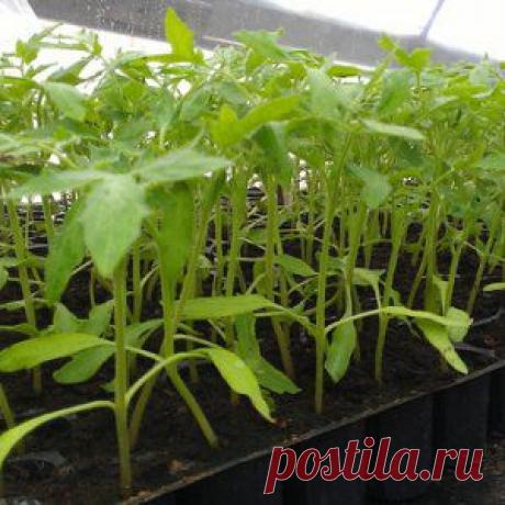Усадьба | Огородник : Рассада томатов в кассетах: опыт любителя