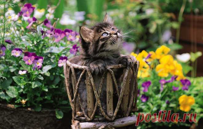Юмор:Кошки в ландшафтном дизайне...