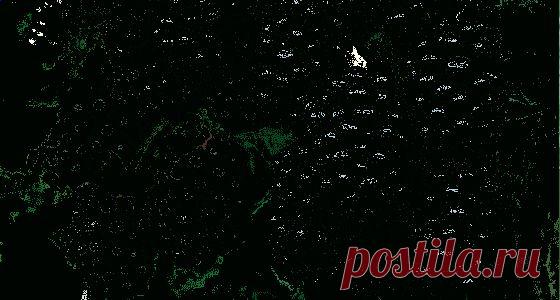 Ежевика Орегон Торнлесс (саженец плодовый)