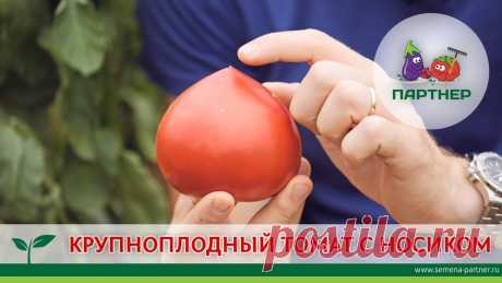 Помидоры с носиком Огород без хлопот - информационный сайт для дачников, садоводов и огородников.