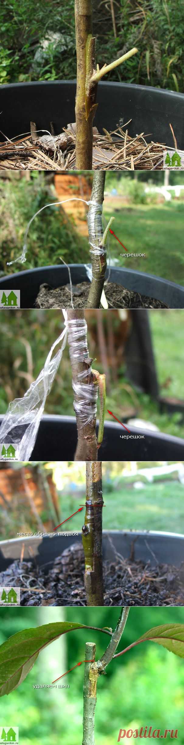 Окулировка яблони | Дачная жизнь - сад, огород, дача