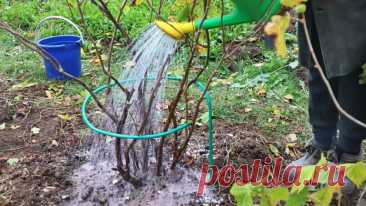 Как правильно подготовить ягодник к зиме Сад и огород Осенняя подкормка,