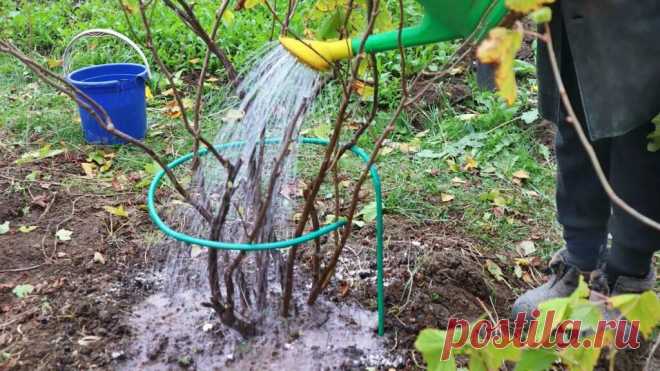 Как правильно подготовить ягодник к зиме Сад и огород Осенняя подкормка,