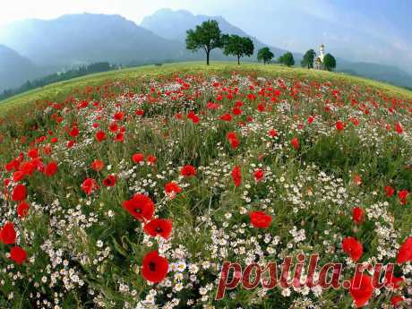 Spring mountain meadow |