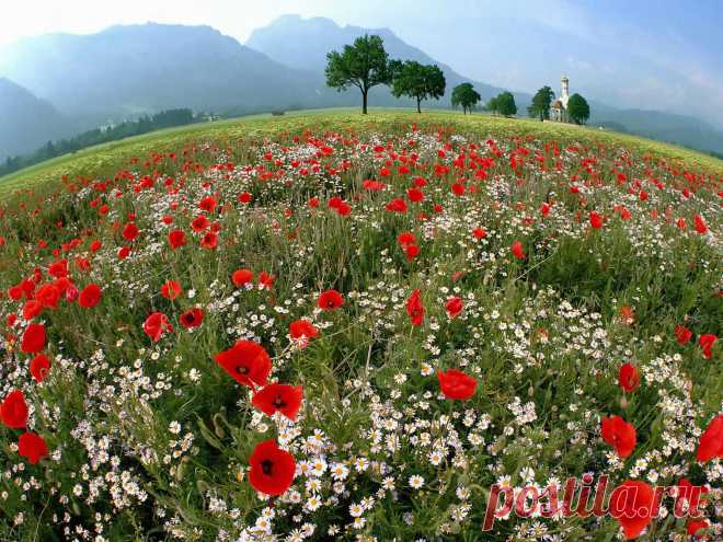 Spring mountain meadow |
