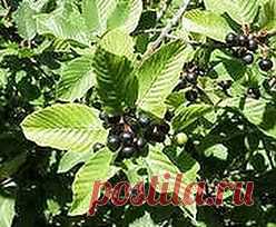 Желтуха получила по уху | Друг пенсионера