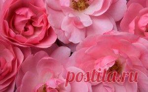 Домашняя косметика из лепестков роз