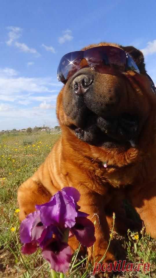 Спортсменка, комсомолка и наконец, просто красавица!