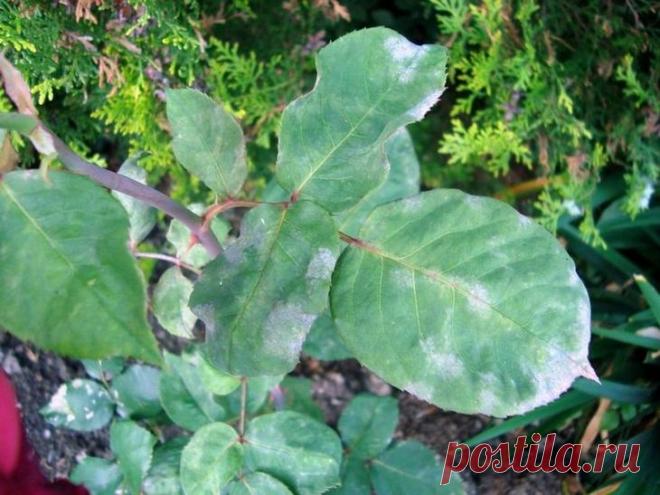 Болезни и вредители роз. Методы и средства для лечения и профилактики