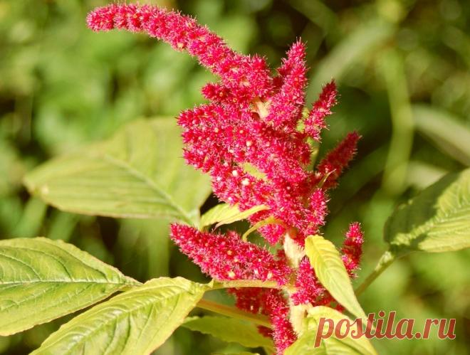 Амарант - настоящий хлеб славян, который незаслуженно считают вредным сорняком Как непостижимо прекрасна и загадочна природа! Смотришь на растение, думаешь, что это сорняк, а оказывается… Щирица, бархатник, аксамитник, петушиные гребешки, кошачий хвост, лисий хвост — названий у этого красавца предостаточно...