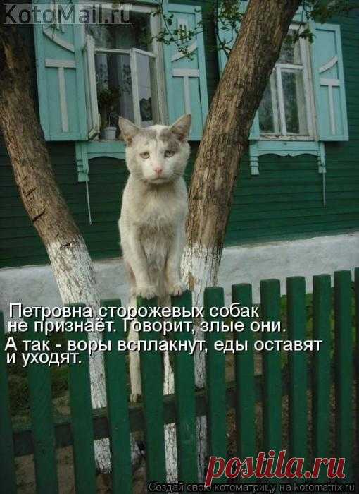 Сторожевой кот