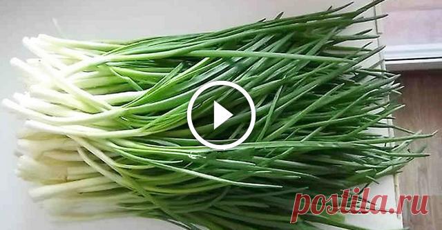 Она вырастила эту огромную охапку лука посреди зимы без горшка и земли!