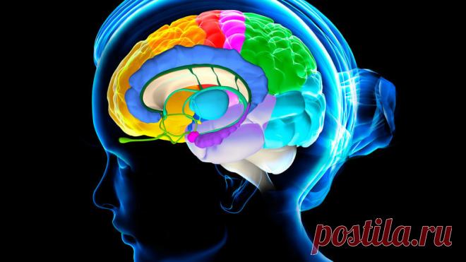 Очищение сосудов головного мозга – 5 уникальных методик