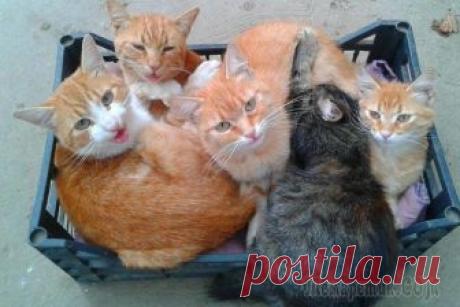 20 кошек, которые любят сидеть в самых неожиданных местах Заводя кошку, вы наверняка надеялись на то, что ваш новый пушистый приятель не будет отходить от вас ни на шаг, будет непрерывно мурлыкать и спать только на ваших коленях. Но на деле такой сценарий ра...