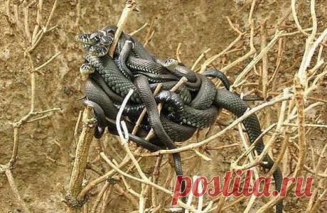 Одноклассники  Шипящее коварство.