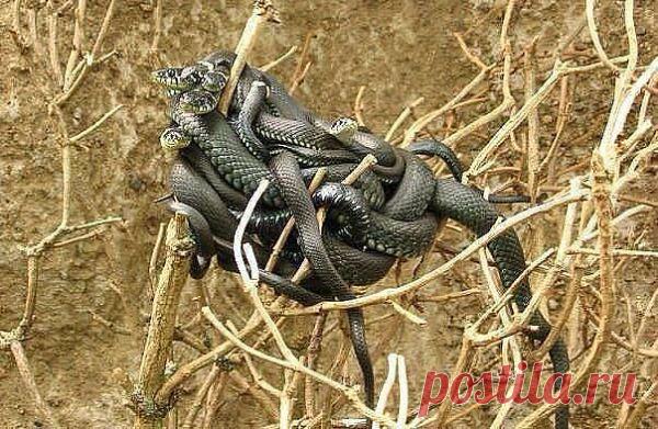 Одноклассники  Шипящее коварство.