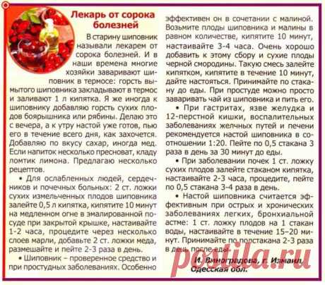 Шиповник - лекарь от сорока болезней