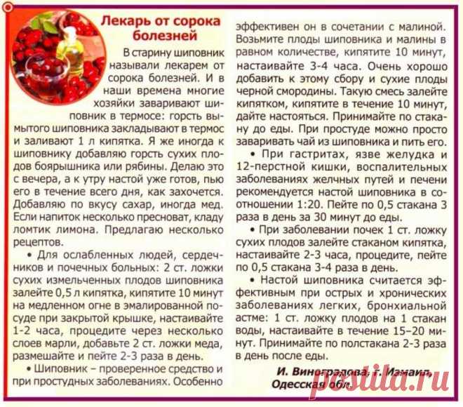 Шиповник - лекарь от сорока болезней