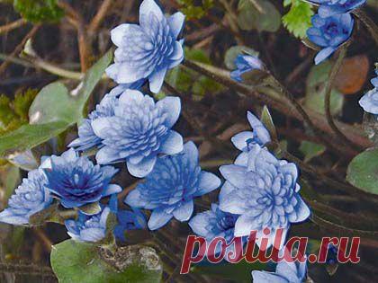 Какие многолетники подобрать для цветника? | Наш уютный дом