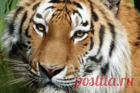 Забавные животные / Питомцы