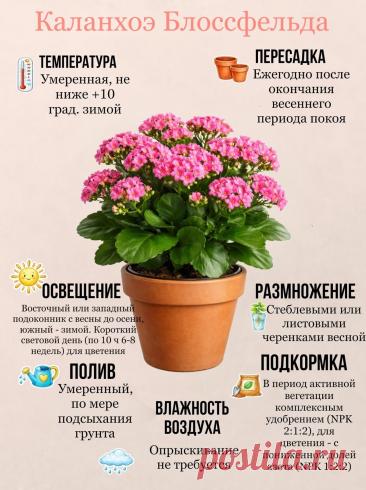 Каланхоэ