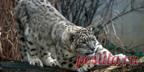 флора и фауна россии – Google Поиск