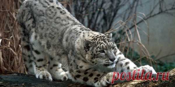 флора и фауна россии – Google Поиск