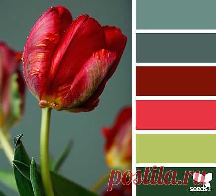 Design Seeds® | find your palette