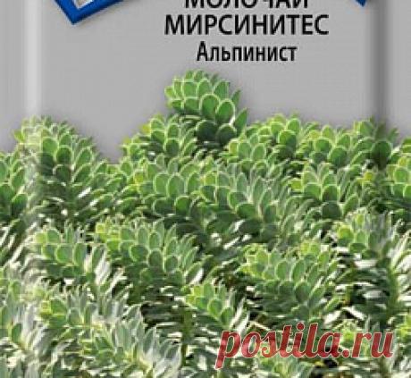Купить Семена Молочай