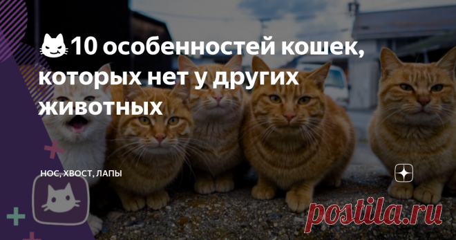 😼10 особенностей кошек, которых нет у других животных В древности люди приписывали сверхъестественные способности существам, в поведении и внешнем виде которых было что-либо непонятное, необъяснимое.
В список животных с такими особенностями попали змеи, лягушки, совы, летучие мыши и, конечно же, кошки.
Мысленно сравнив кошек с другими животными, владеющими «волшебными» силами, трудно не согласиться, что именно наши пушистые питомцы – непревзойденные