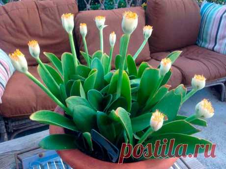 Комнатное растение Хемантус (Haemanthus). Название растения намекает на яркую окраску его мощного соцветия (греч. haima - &quot;кровь&quot;). Соцветие поднимается над компактной розеткой листьев на цветоносе длиной до 60 см. Родина растений - Южная Африка, где хемантусы растут на склонах гор. У некоторых видов осенью или в начале зимы есть период покоя, на время которого растения сбрасывают листья. В продаже встречается хемантус Катарины (H.katharinae).