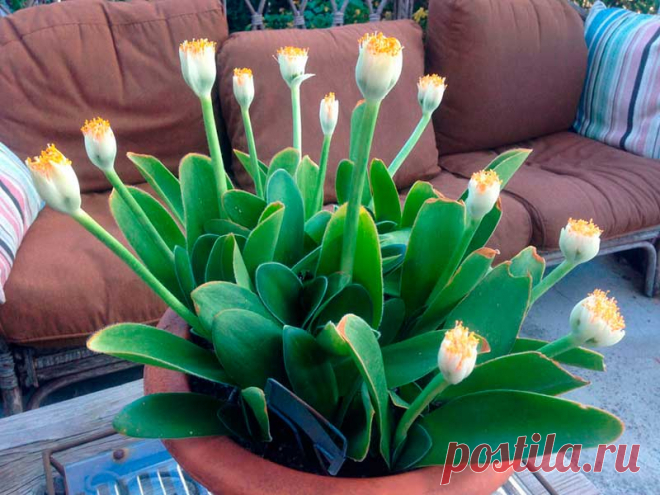 Комнатное растение Хемантус (Haemanthus). Название растения намекает на яркую окраску его мощного соцветия (греч. haima - "кровь"). Соцветие поднимается над компактной розеткой листьев на цветоносе длиной до 60 см. Родина растений - Южная Африка, где хемантусы растут на склонах гор. У некоторых видов осенью или в начале зимы есть период покоя, на время которого растения сбрасывают листья. В продаже встречается хемантус Катарины (H.katharinae).