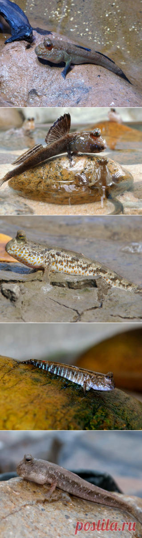 Смотреть изображения илистых прыгунов | Зооляндия