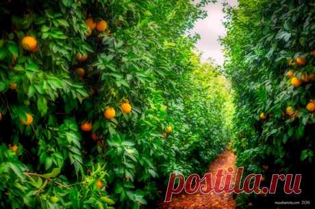 Колоритные фото из Израиля. Фотограф Макс Шамота