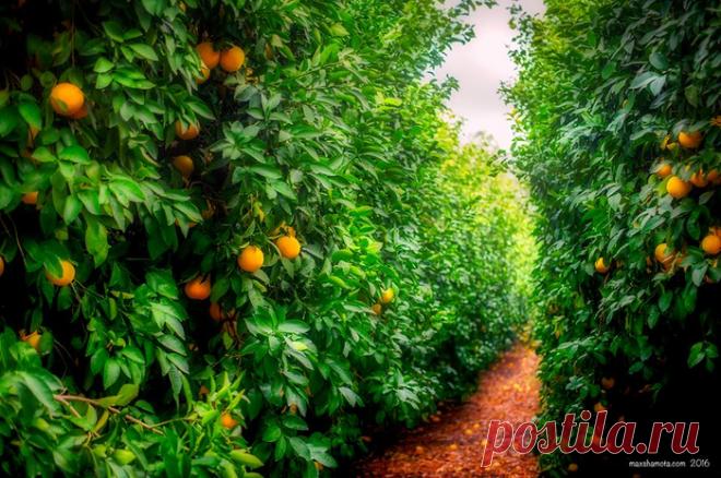 Колоритные фото из Израиля. Фотограф Макс Шамота