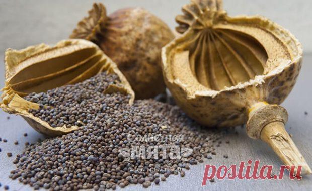 Семена мака – описание и виды, состав и калорийность, польза и применение макового семени Семена мака – продукт с не самой лучшей репутацией. Некоторые разновидности этого растения запрещено выращивать на территории Российской Федерации. Несмотря на это, без макового семени сложно представить выпечку и меню вегетарианца.