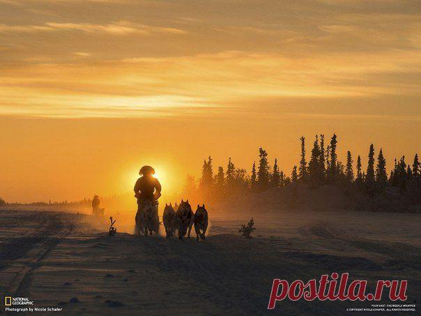Двое погонщиков на собачьих упряжках е / Социальная погода