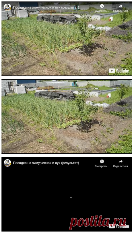 Посадка на зиму,чеснок и лук (результат)