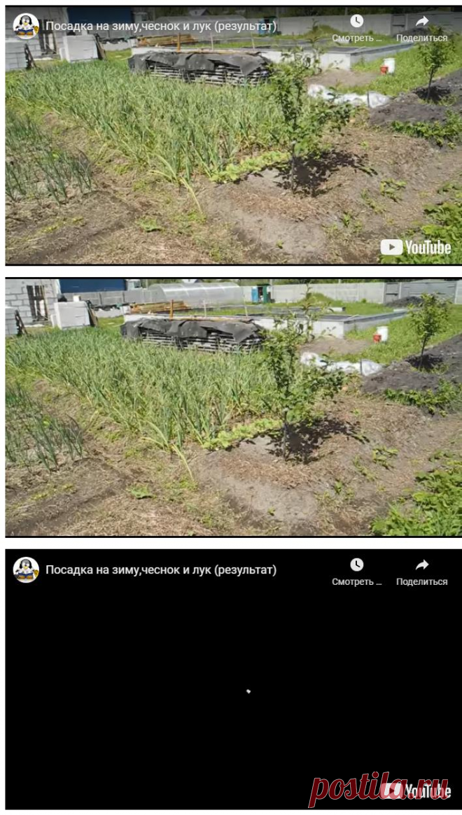 Посадка на зиму,чеснок и лук (результат)
