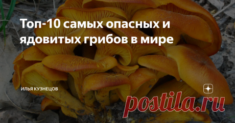 Топ-10 самых опасных и ядовитых грибов в мире 10.             Омфалот маслиновый
Омфалот маслиновый
Омфалот маслиновый — ядовитый гриб, произрастающий в лесистой местности на трухлявых пнях, гнилых стволах лиственных пород деревьев в Европе, преимущественно в Крыму. Примечателен своими биолюминесценции свойствами. Внешним видом напоминает лисичку, однако в отличие от неё омфалот маслиновый имеет неприятный запах и содержит токсин illudin S,
