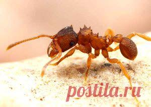 Как избавиться от муравьев в доме