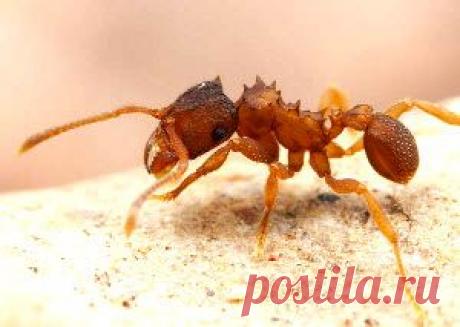 Как избавиться от муравьев в доме