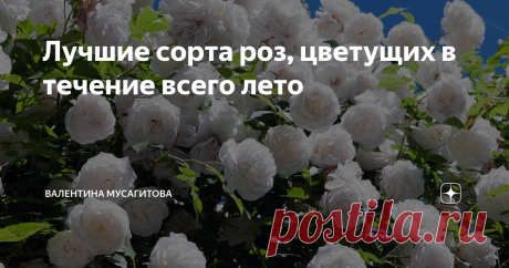 Лучшие сорта роз, цветущих в течение всего лето