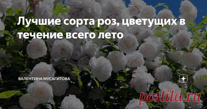 Лучшие сорта роз, цветущих в течение всего лето