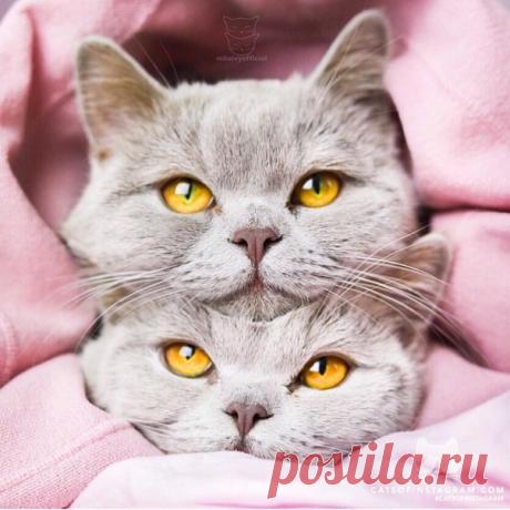 Без кота и жизнь не та ツ